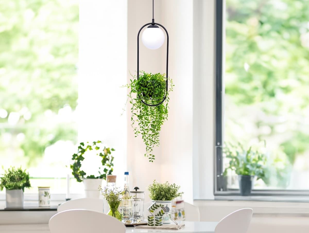 Plant lampa on sale